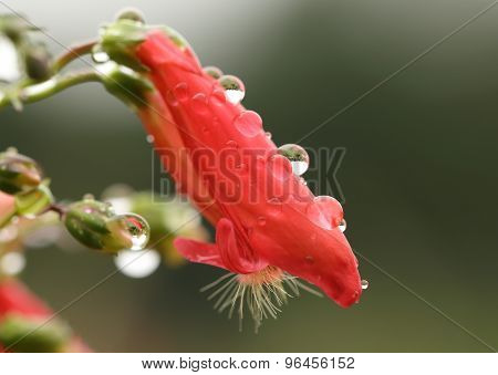 Water droplets on red Penstemon flower - macro