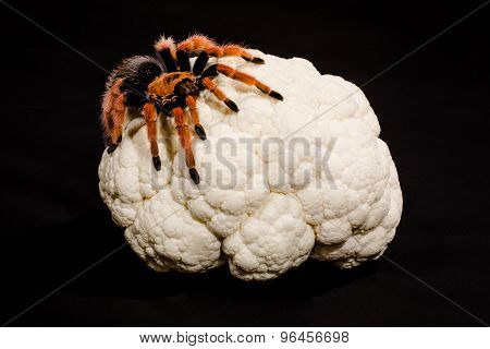 Brain cancer