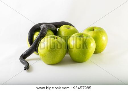 Temptation