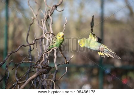 Budgie Flying With His Wings Spread