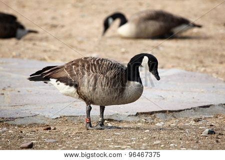Canada goose (Branta canadensis). Wildlife animal. 