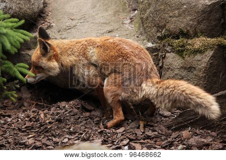Red fox (Vulpes vulpes). Wild life animal. 