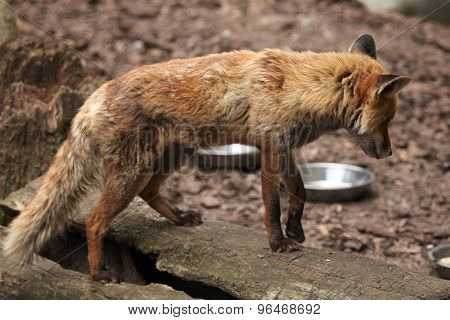 Red fox (Vulpes vulpes) inspecting empty bowls. Wild life animal. 