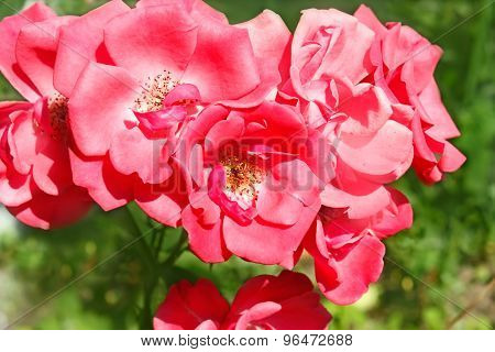 Bunch Of Pink Rose Flowers