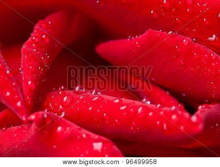 Spring flowers