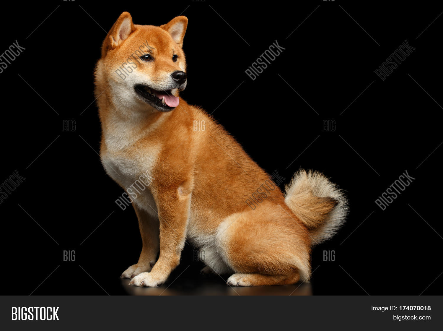 Furry Red Shiba Inu Image Photo Free Trial Bigstock
