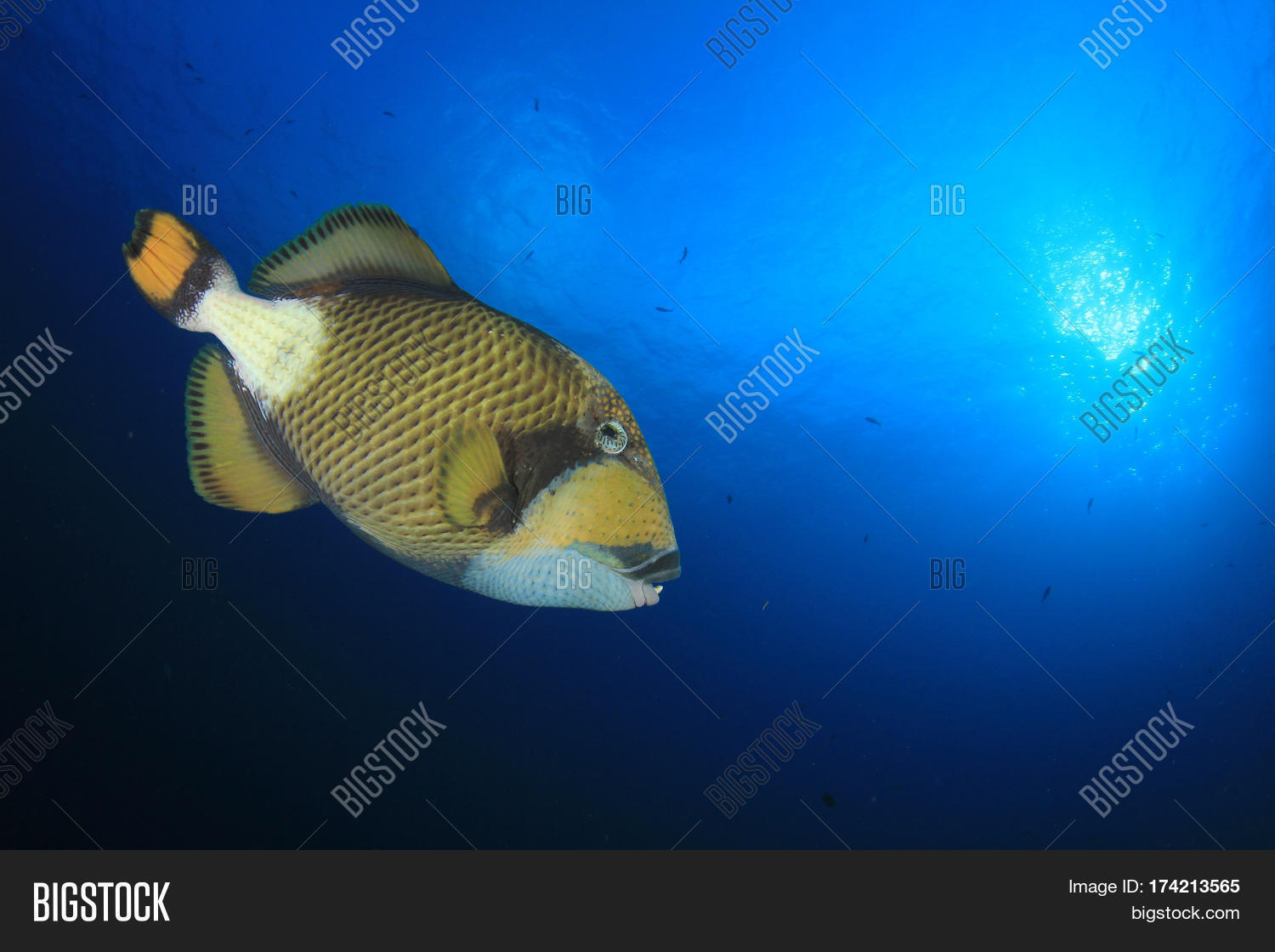 Titan Triggerfish Image & Photo (Free Trial) | Bigstock