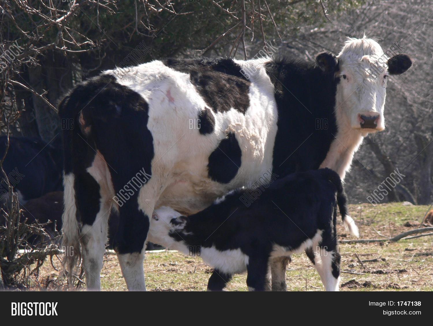 Calf Nursing Image & Photo (Free Trial) Bigstock