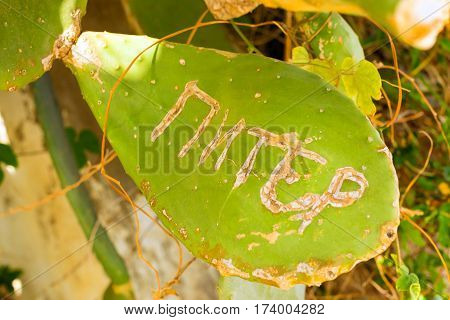Travel commemorative inscription St.-Petersburg on list of huge flowering cactus growing along hiking trails. Tourist beach resort in the village of Bali Crete island Greece Beach Caves