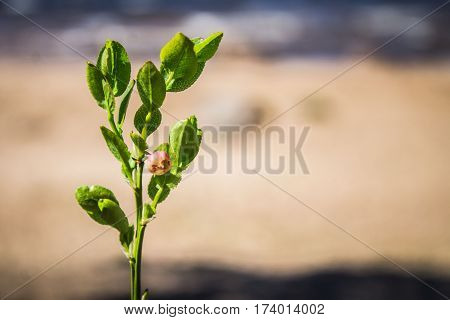 Sprig Of Blueberries With Flower
