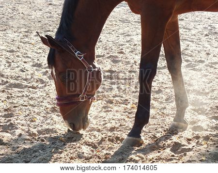 Portrait of brown horse. Profile of horse