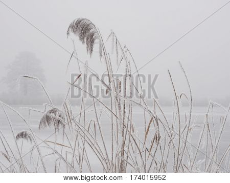 reed grass by the pond on a cold winter day, landscape, white, gray