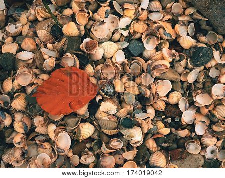 Fallen Orange Beech Leaf On Thousands Seashells, Empty Shell On Beach