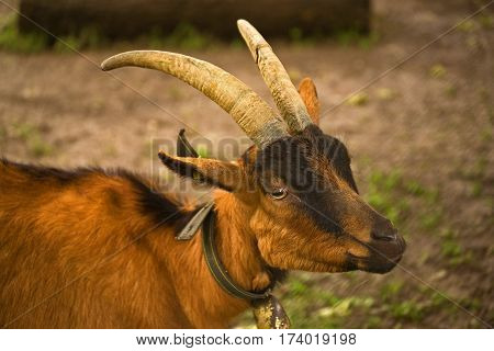 Billy Goat Gruff. Resident of the Geneva Arboretum, Switzerland.