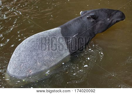 Malayan tapir (Tapirus indicus), also known as the Asian tapir.