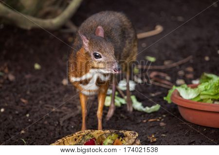 Java mouse-deer (Tragulus javanicus). Wildlife animal. 