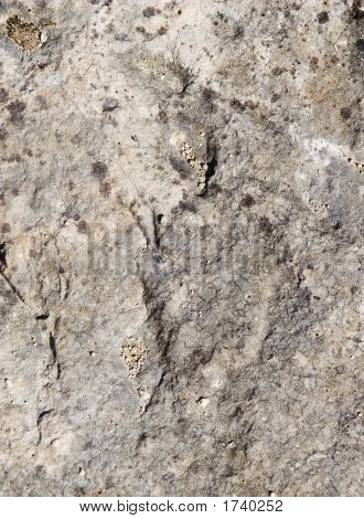 Texture4
