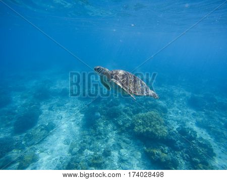 Sea turtle diving in deep blue water. Green turtle in sea water. Ecosystem of tropical seashore. Snorkeling with turtle image. Underwater landscape with sea animal. Green sea tortoise in blue water
