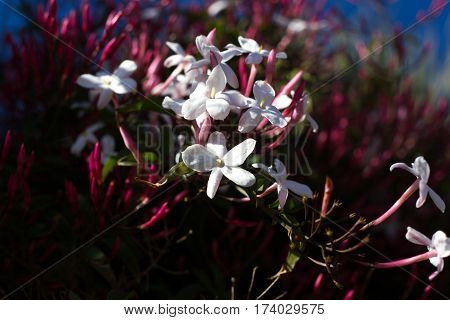 Jasminum polyanthum, sambac pink flower and buds. Odorate star liana