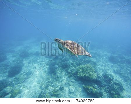 Sea turtle in Philippines sanctuary. Green turtle in sea water. Ecosystem of tropical seashore. Snorkeling with turtle image. Underwater landscape with sea animal. Green sea tortoise in blue water