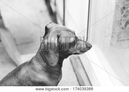 Dauchsund Waiting On Porch