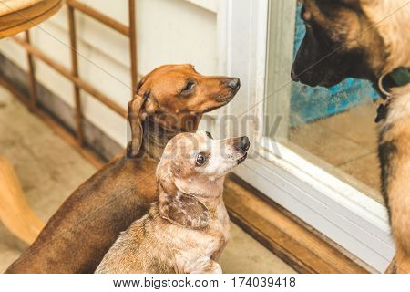 Dauchsund Dogs Playing