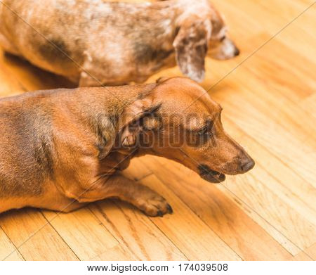 Brown tan and white dauchsund dogs playing.