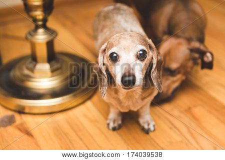Brown tan and white dauchsund dogs playing.