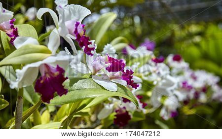 Purple orchids, Violet orchids. Orchid is queen of flowers. Orchid in tropical garden. Orchid in nature scarlet white yellow