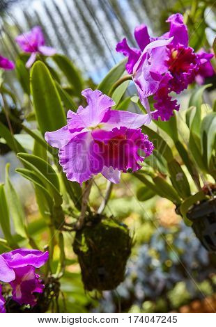 Purple orchids, Violet orchids. Orchid is queen of flowers. Orchid in tropical garden. Orchid in nature scarlet white yellow