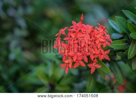 Red Rubiaceae flowers Ixora flower Red flower spike in a green garden background