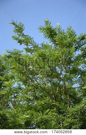 fresh green tamarindus indica leaves in nature garden
