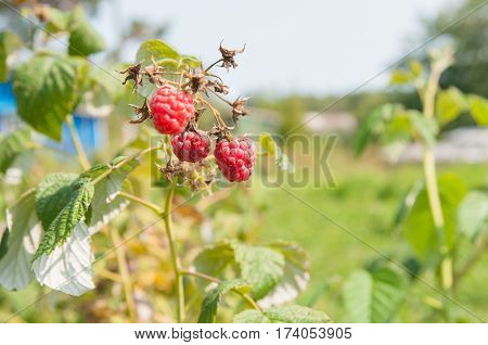 Ripe red raspberries growing on a branch