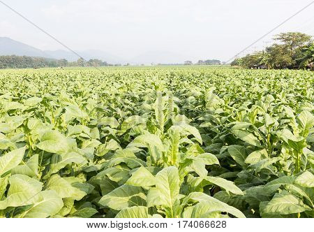 Field Of Nicotiana Tabacum