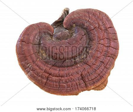 Ganoderma Lucidum Mushroom On White Background