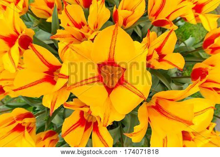 Beautiful view of colored tulips, close-up.