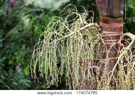 Seed head of Bangalow palm Archontophoenix cunninghamiana