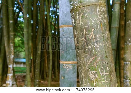 Yellow lush bamboo in its natural environment
