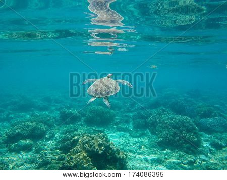 Sea turtle in water of tropic sanctuary. Green turtle in sea water. Ecosystem of tropical seashore. Snorkeling with turtle image. Underwater landscape with sea animal. Green sea tortoise in blue water
