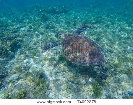 Sea turtle swimming in tropic lagoon. Green turtle in sea water. Ecosystem of tropical seashore. Snorkeling with turtle image. Underwater landscape with sea animal. Green sea tortoise in blue water