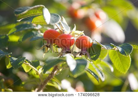 big orange rosehips closep on green leaves background