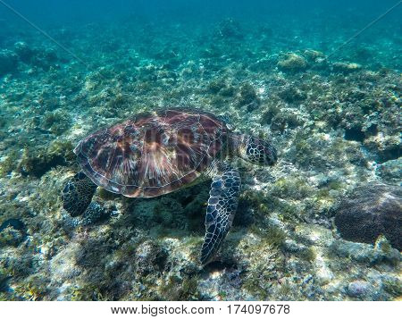 Sea turtle eating seaweeds. Green turtle in sea water. Ecosystem of tropical seashore. Snorkeling with turtle image. Underwater landscape with sea animal. Green sea tortoise in blue water