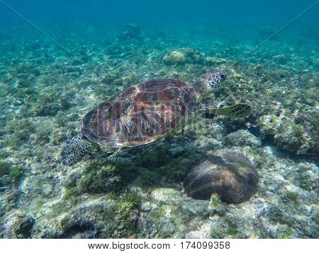 Sea turtle in coral reef and seaweeds. Green turtle in sea water. Ecosystem of tropical seashore. Snorkeling with turtle image. Underwater landscape with sea animal. Green sea tortoise in blue water