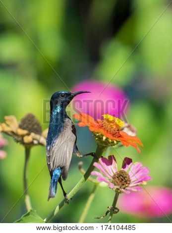 Image of a bird (purple sunbird) perched on flowers. Wild Animals.