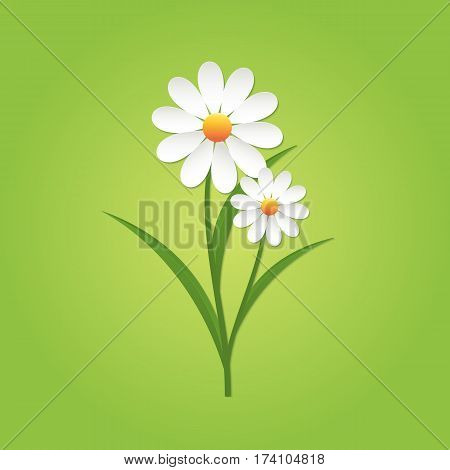 Chamomile flower on green background. Isolated vector illustration.
