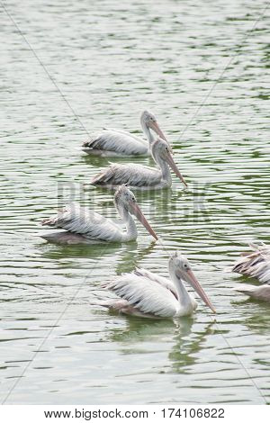 The spot-billed pelican, grey pelican (Pelecanus philippensis) swimming in the pond.