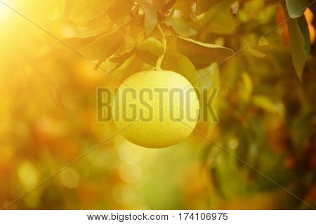 Ripe pomelo fruits hang on the trees in the citrus garden. Harvest of tropical pomelo in orchard. Pomelo is the traditional new year food in China, it gives luck. Agricultural food background