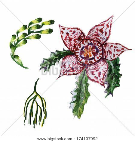 Wildflower succulentus flower in a watercolor style isolated. Full name of the plant: succulentus. Aquarelle wild flower for background, texture, wrapper pattern, frame or border.