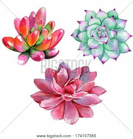 Wildflower succulentus flower in a watercolor style isolated. Full name of the plant: succulentus. Aquarelle wild flower for background, texture, wrapper pattern, frame or border.