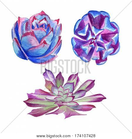 Wildflower succulentus flower in a watercolor style isolated. Full name of the plant: succulentus. Aquarelle wild flower for background, texture, wrapper pattern, frame or border.